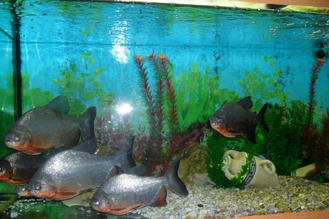 Аквариум в Черноморском, Крым